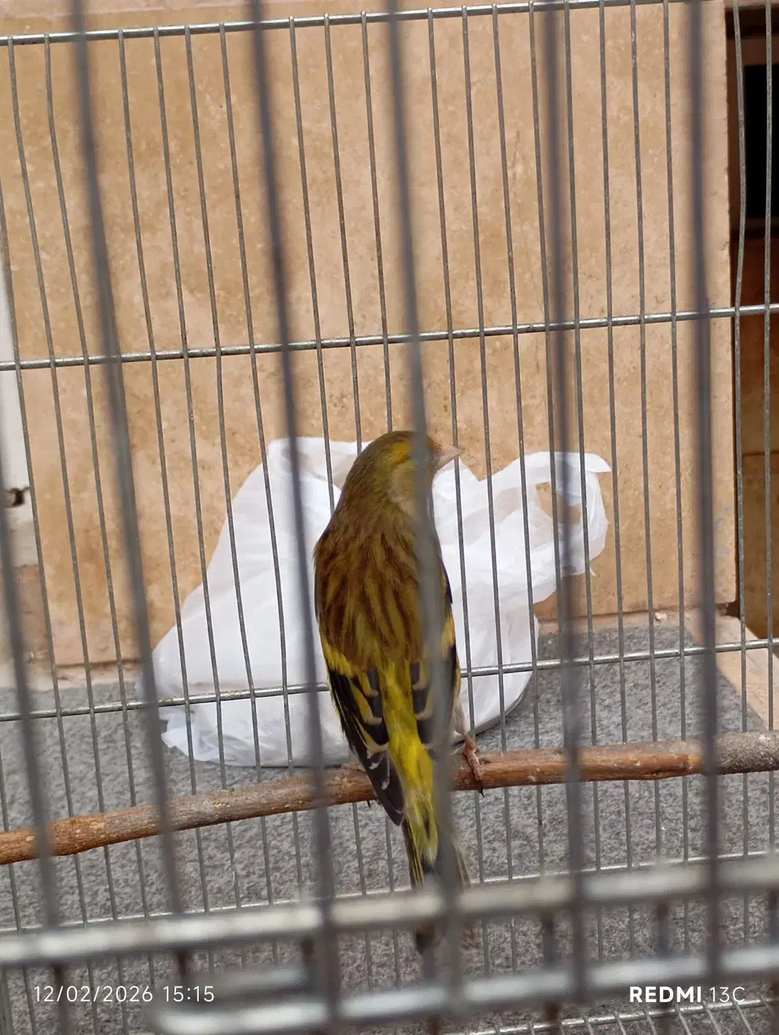 3 عدد سهره|پرنده|شیراز, کوشک میدان|دیوار