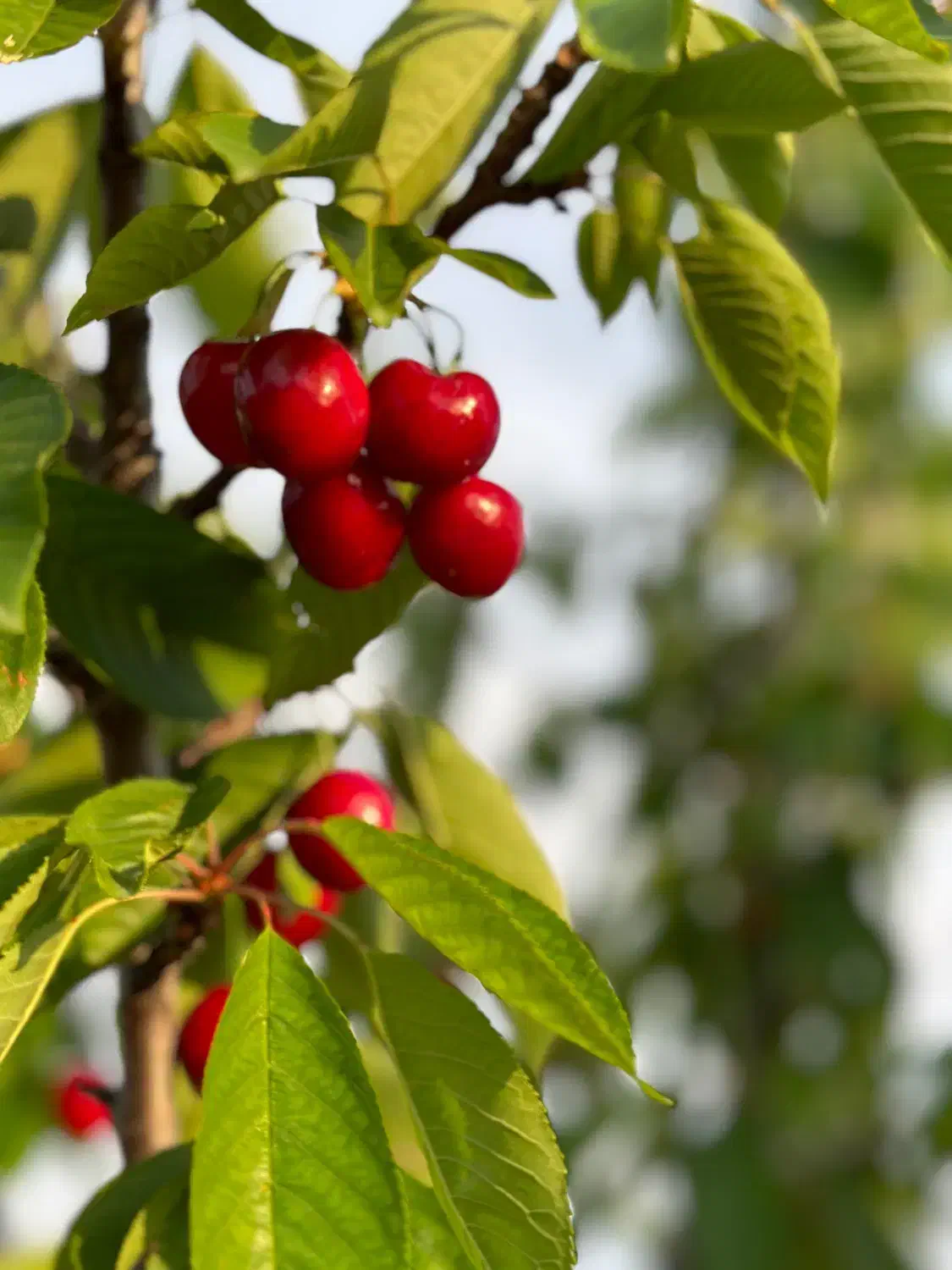 باغ زیبا میوه و سیفی جات کیاسر|فروش زمین و ملک کلنگی|کیاسر, |دیوار