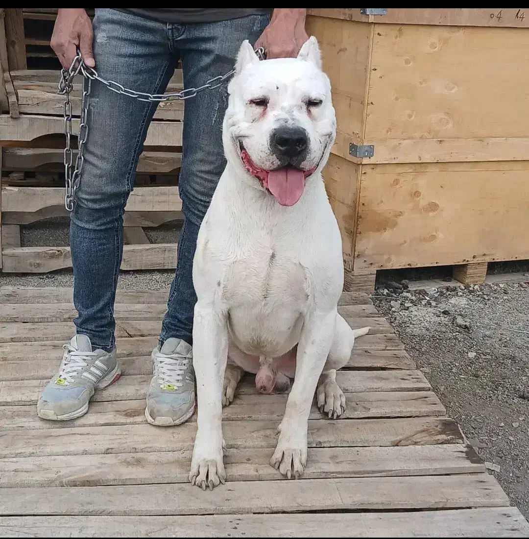 سگ داگو آرژانتینو. سرابی.پژدر.خراسانی ژرمن. پیتبول|سگ|تهران, شهرک شریفی|دیوار