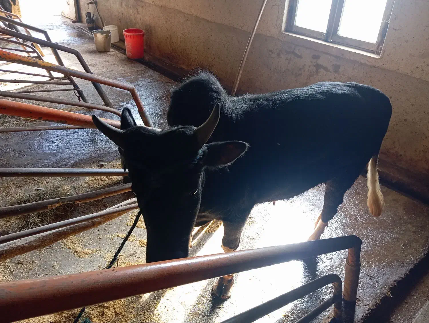 یک عدد گاو نر محلی|حیوانات مزرعه|شفت, |دیوار