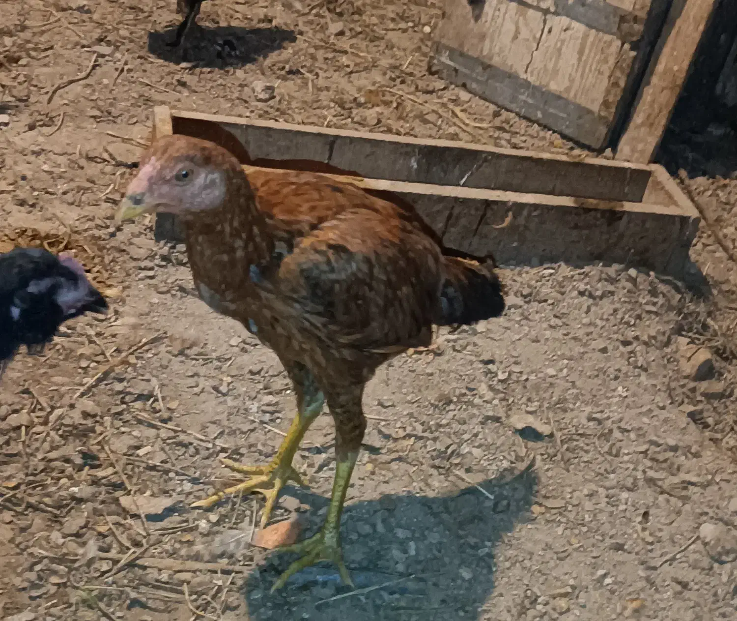 لاری  پنج ماهه دم تخم|حیوانات مزرعه|کشکسرای, |دیوار