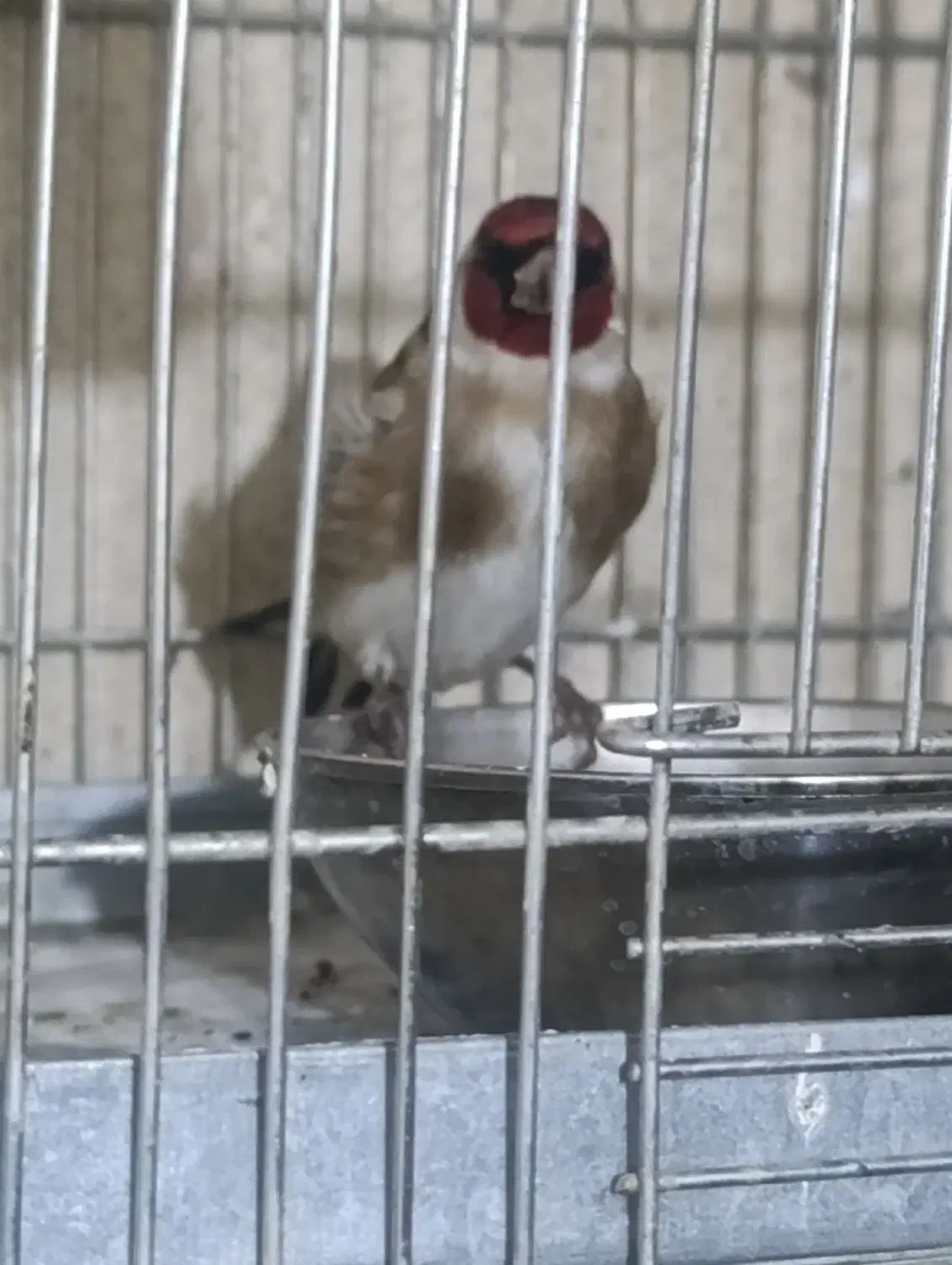 سهره نقابدار|پرنده|بروجرد, |دیوار