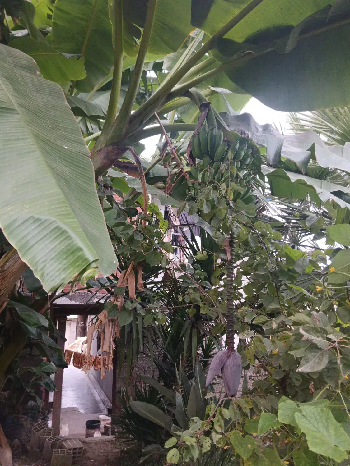 نهال موز|گل و گیاه طبیعی|آمل, |دیوار