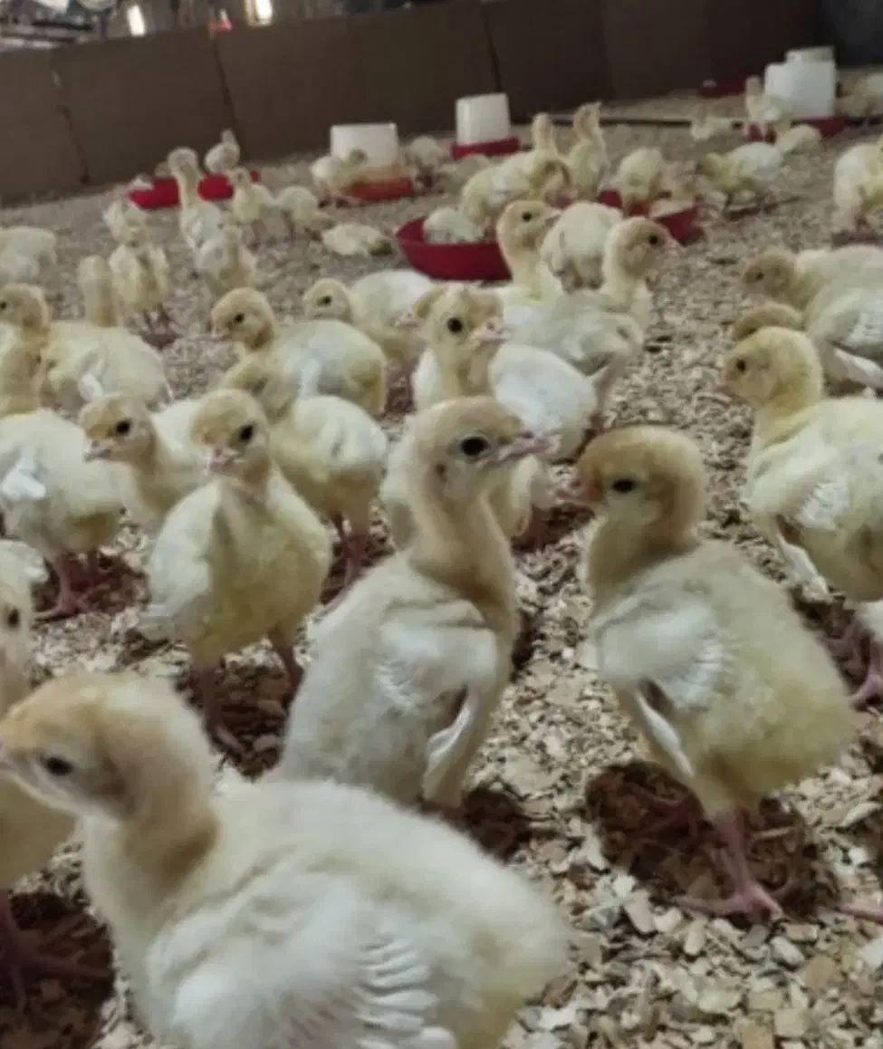 نیروی کار آقا جهت کار در فارم بوقلمون مادر|استخدام صنعتی، فنی، مهندسی|سنگر, |دیوار