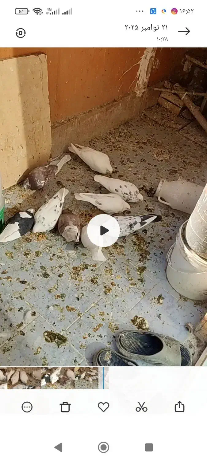 چند عدد کفتر|پرنده|مهاجران, |دیوار