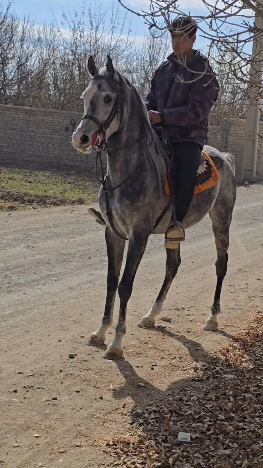نریان یکسر ۴ساله|اسب و تجهیزات اسبسواری|گلپایگان, |دیوار
