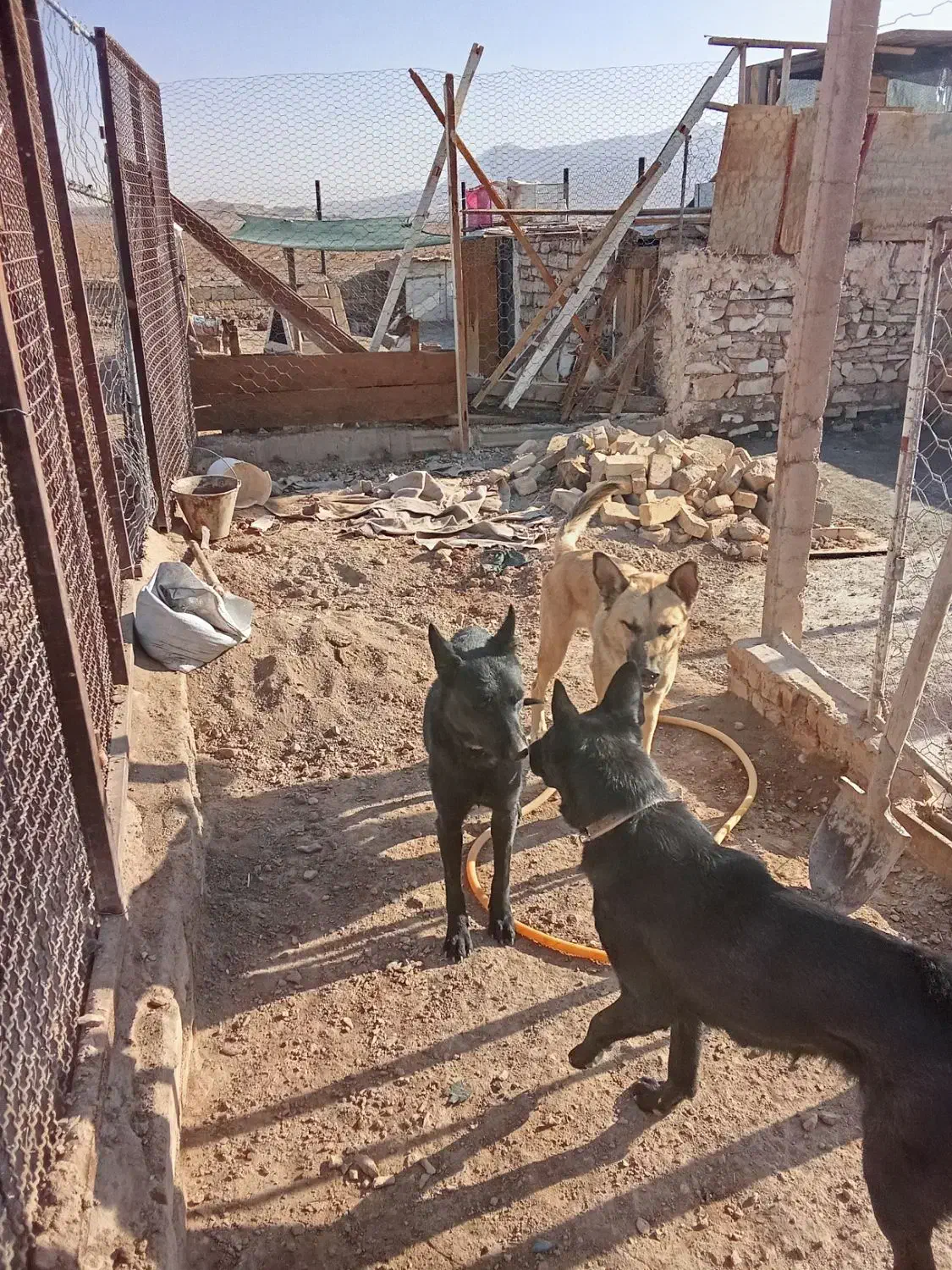 سگ ژرمن|سگ|دلیجان, |دیوار