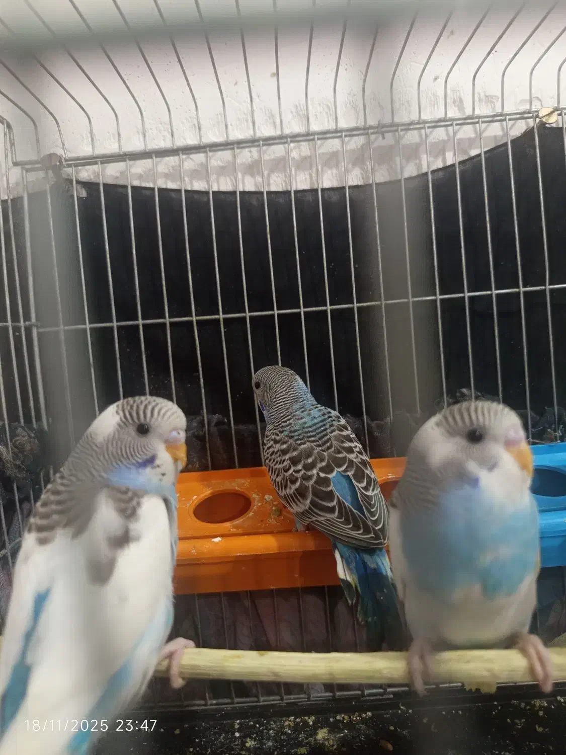 مرغ عشق اسپانگل و فلو رامشیر|پرنده|رامشیر, |دیوار