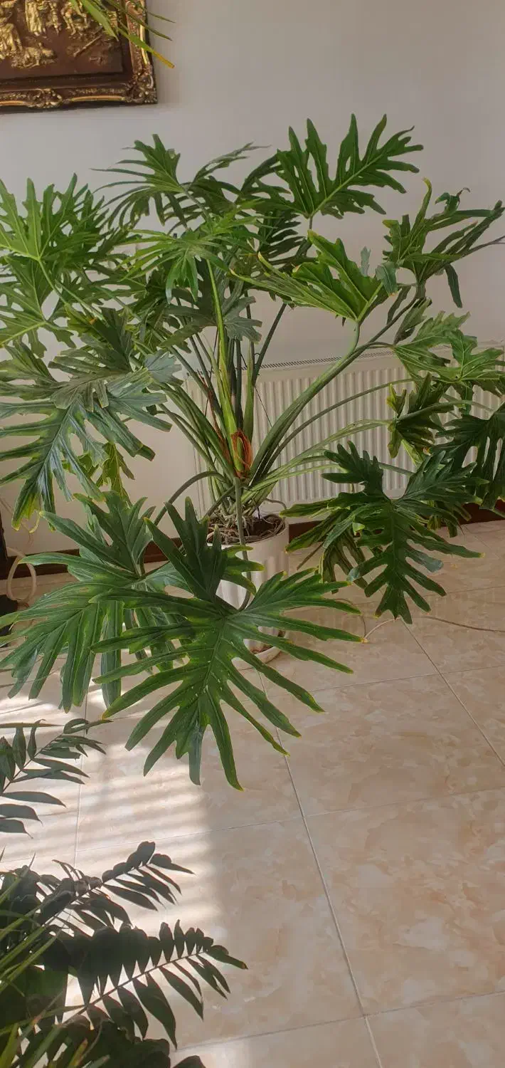 فروش گل|گل و گیاه طبیعی|اصفهان, ملکشهر|دیوار