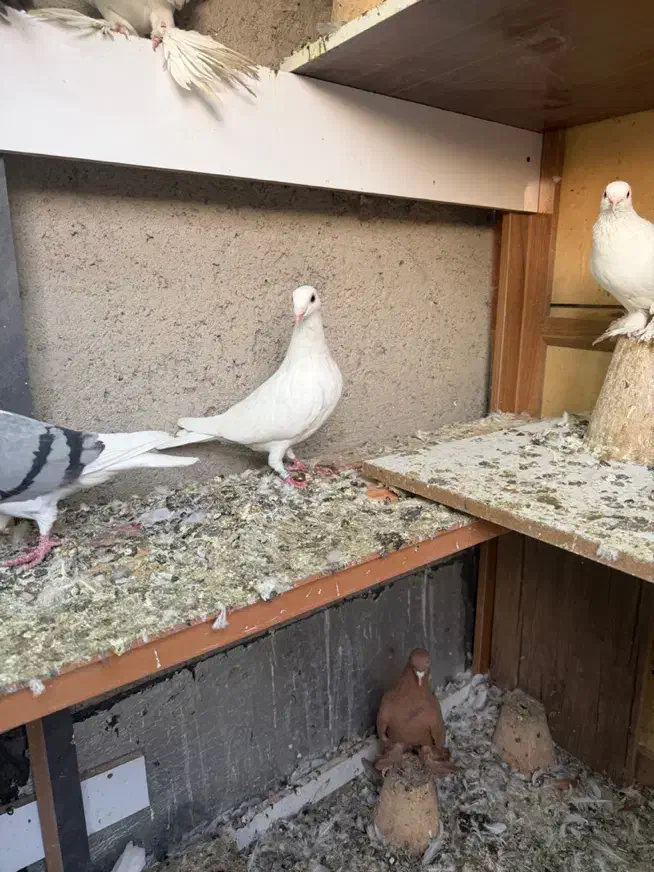 شامی مسافتی سفید|پرنده|سهند, |دیوار