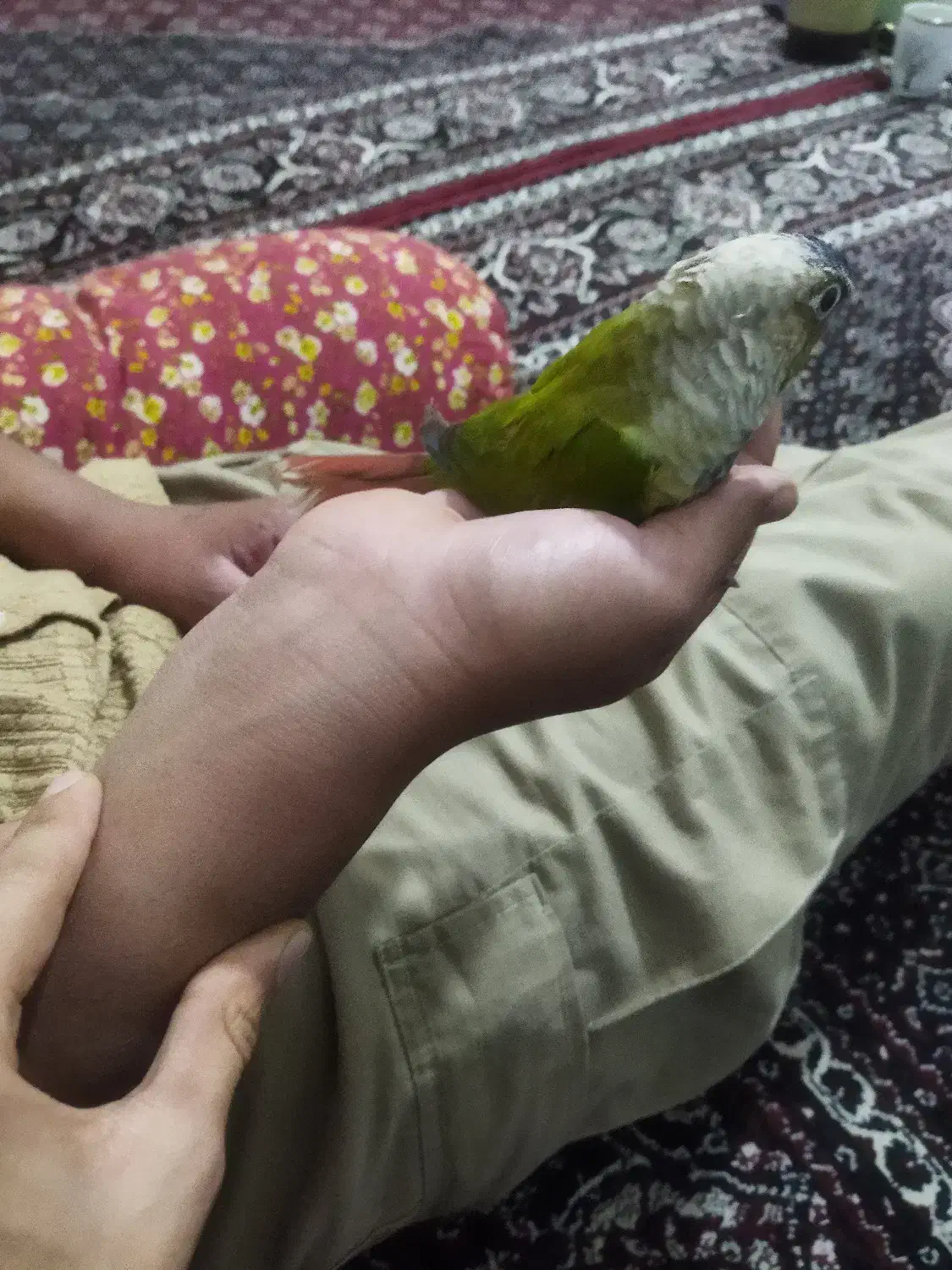 فروش طوطی گرینچیک|پرنده|میانه, |دیوار