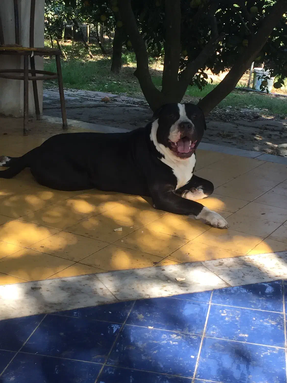 توله پیت بول|سگ|ساری, |دیوار