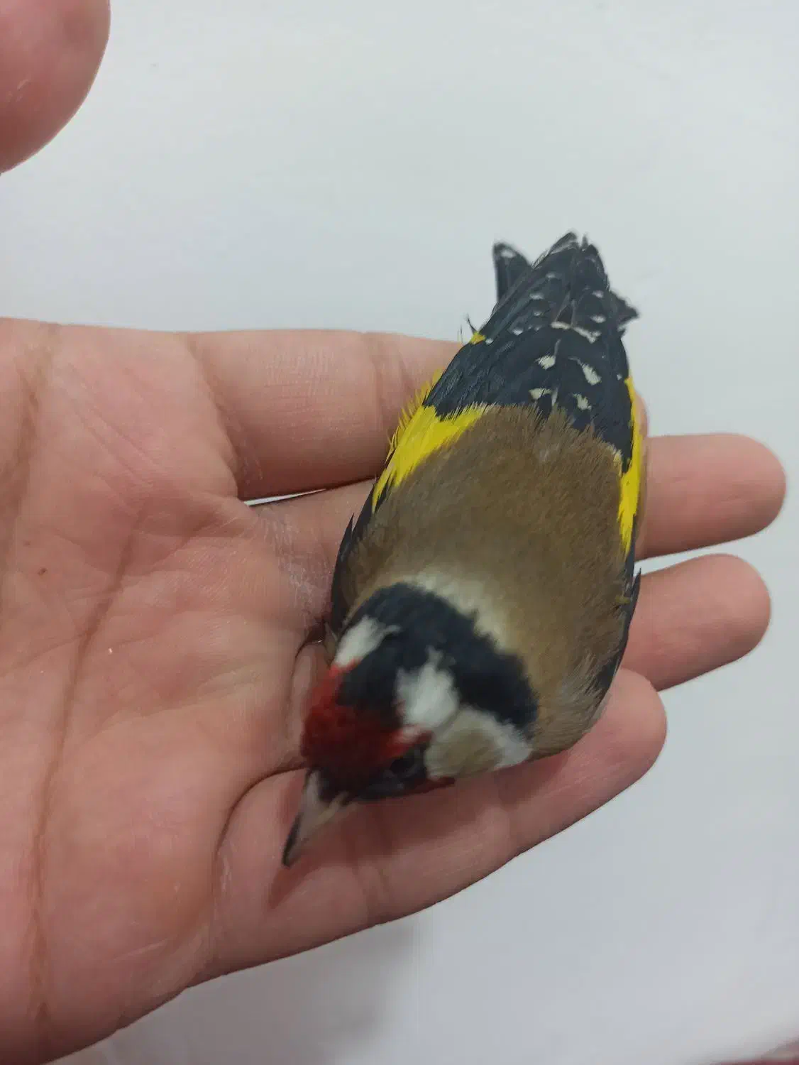 سهره غریب|پرنده|سنندج, |دیوار