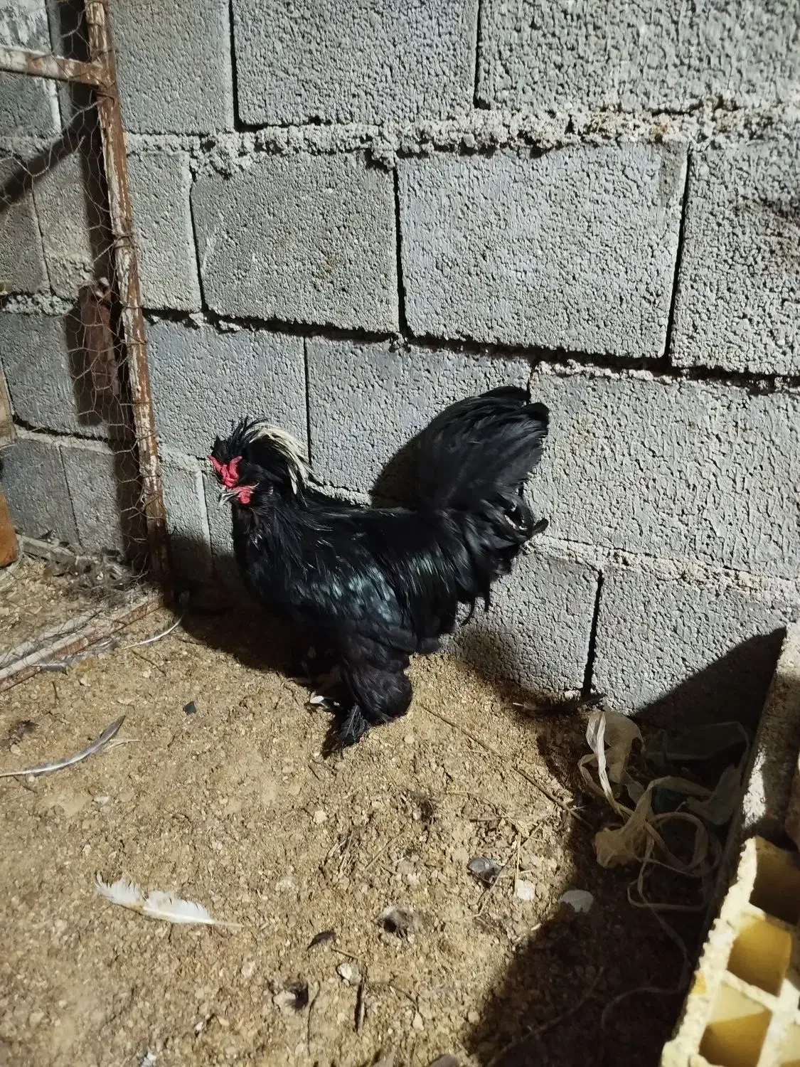 مرغ خروس لهستانی|حیوانات مزرعه|آبپخش, |دیوار