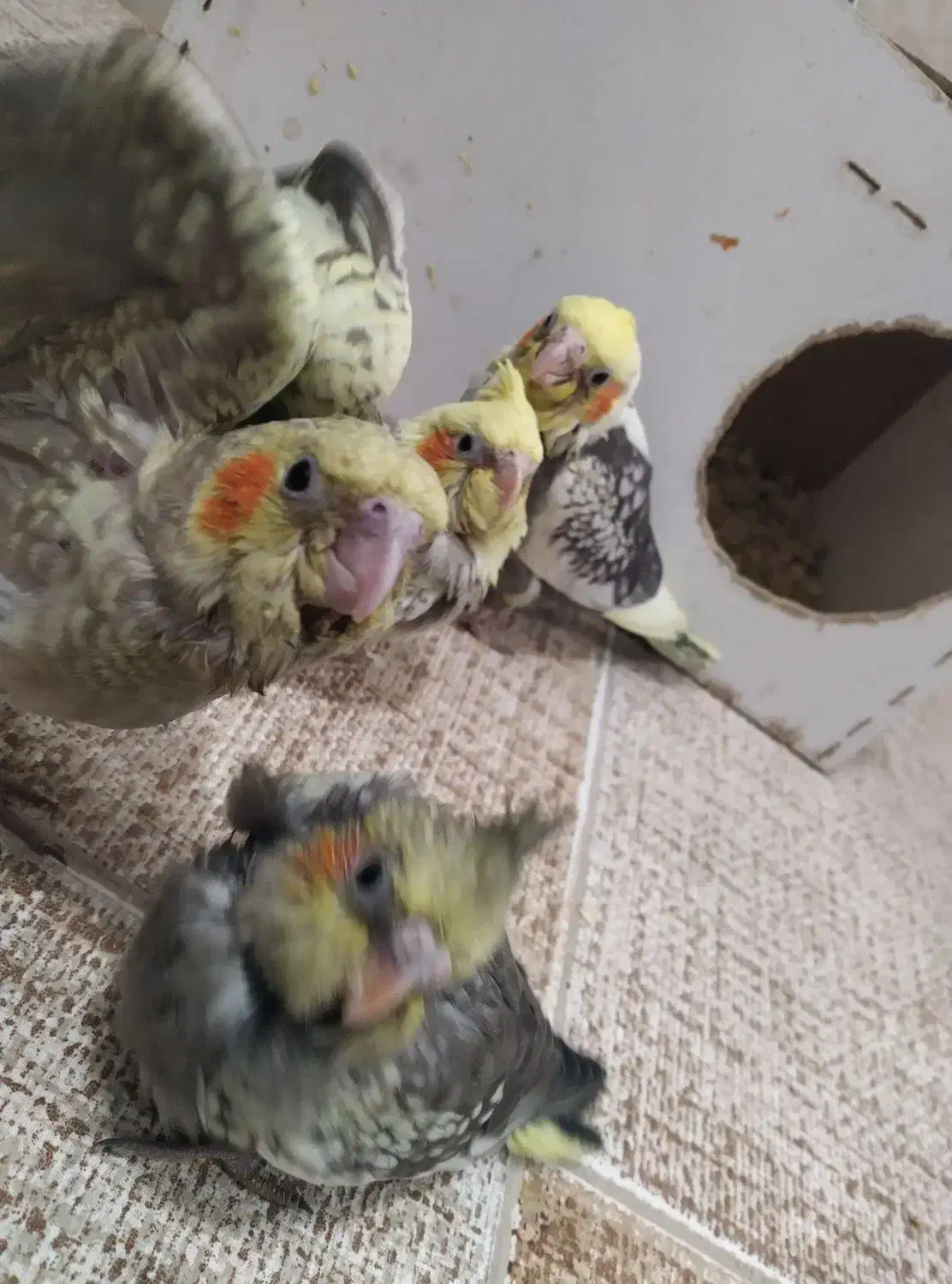 ساعت حراج کاملاً دستی|پرنده|فردوس (خراسان), |دیوار