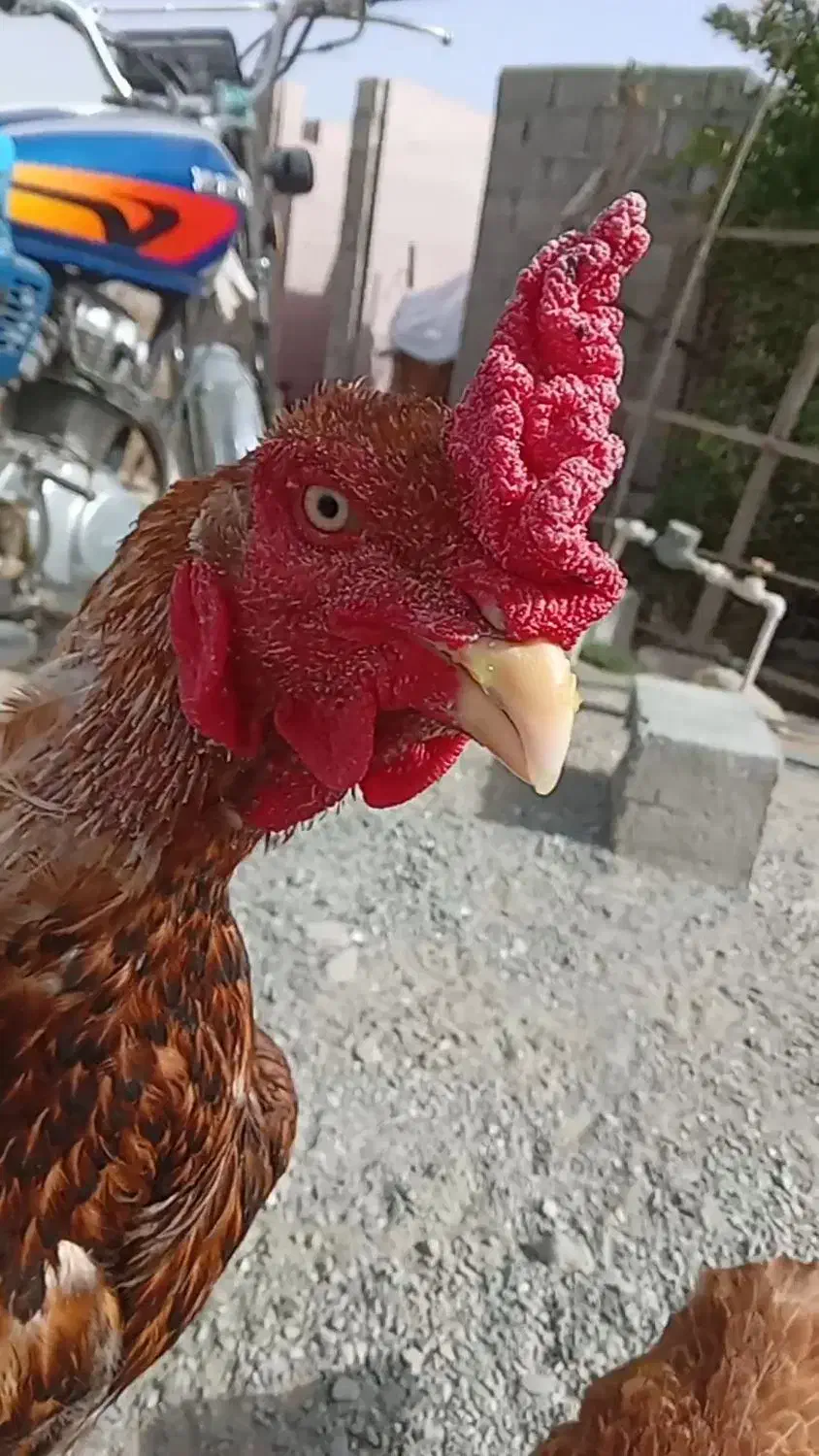 خروس لاری یک|حیوانات مزرعه|میناب, |دیوار