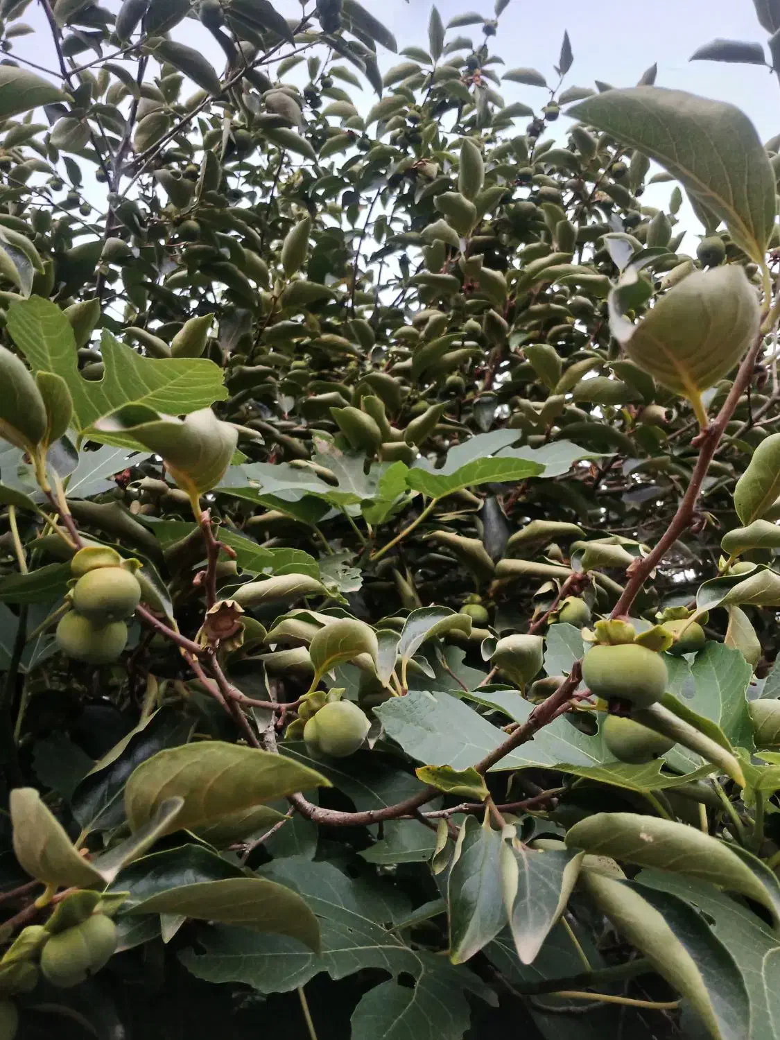 علفتراشی با دستگاه ،هرس، سمپاشی درخت وگل،باغبان،|خدمات باغبانی و درختکاری|سیاهکل, |دیوار