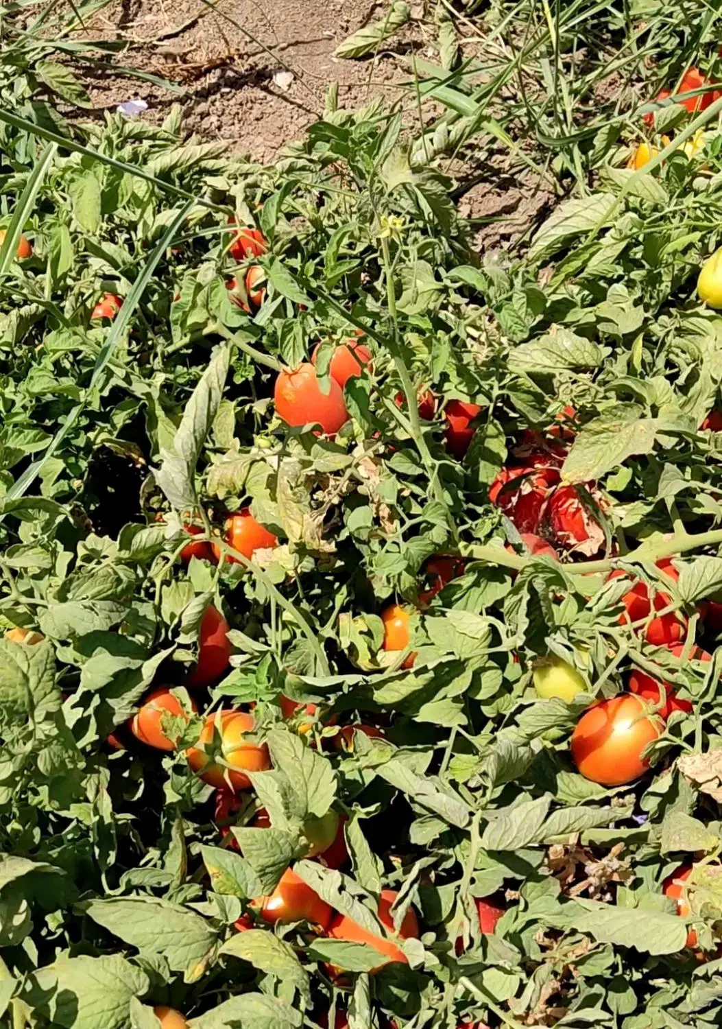 بذر گوجه فرنگی بریویو|خدمات باغبانی و درختکاری|تهران, جردن|دیوار