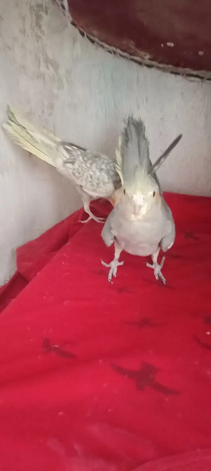 عروس هلندی دو عدد|پرنده|ری, دولت‌آباد|دیوار