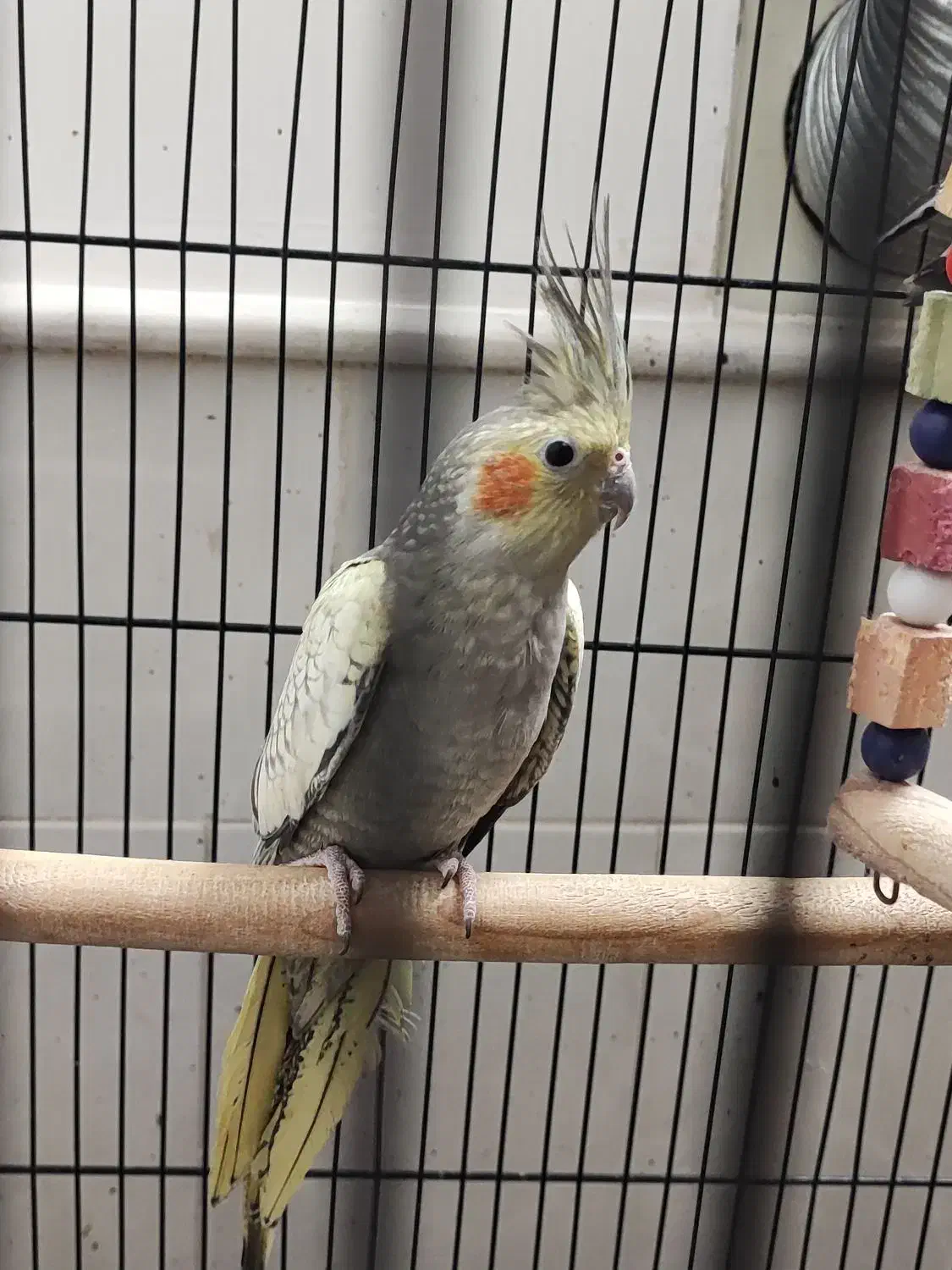 جوجه مرغ عروس|پرنده|آران و بیدگل, |دیوار