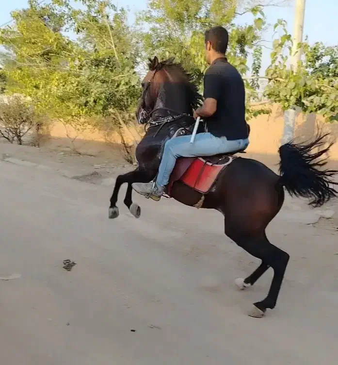 اسب|اسب و تجهیزات اسب‌سواری|نجف‌آباد, شهدا|دیوار