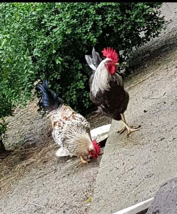 تخم مرغ محلی نطفه دار|حیوانات مزرعه|شفت, |دیوار