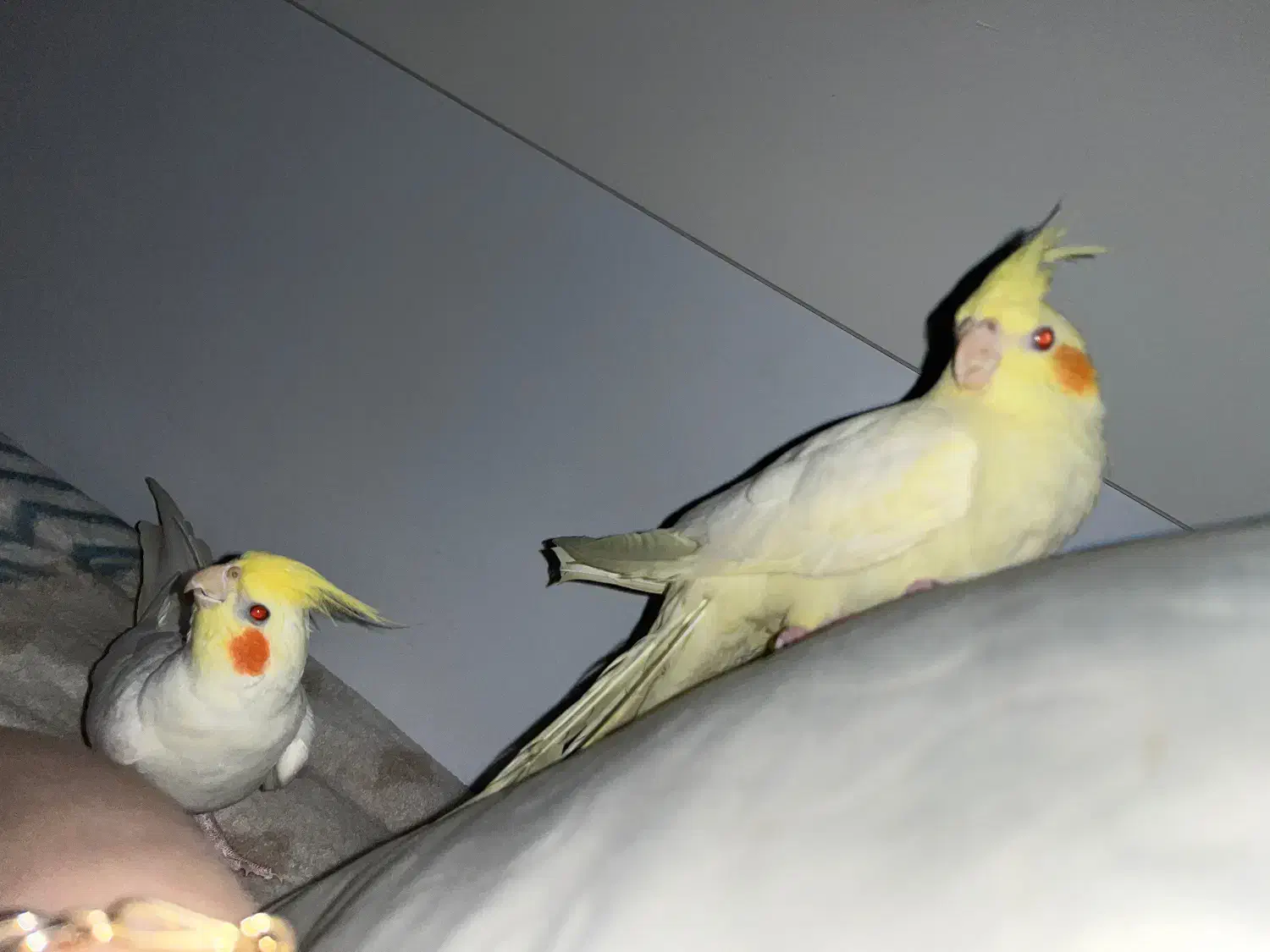 یک جفت طوطی عروس با قفس|پرنده|قائمشهر, |دیوار