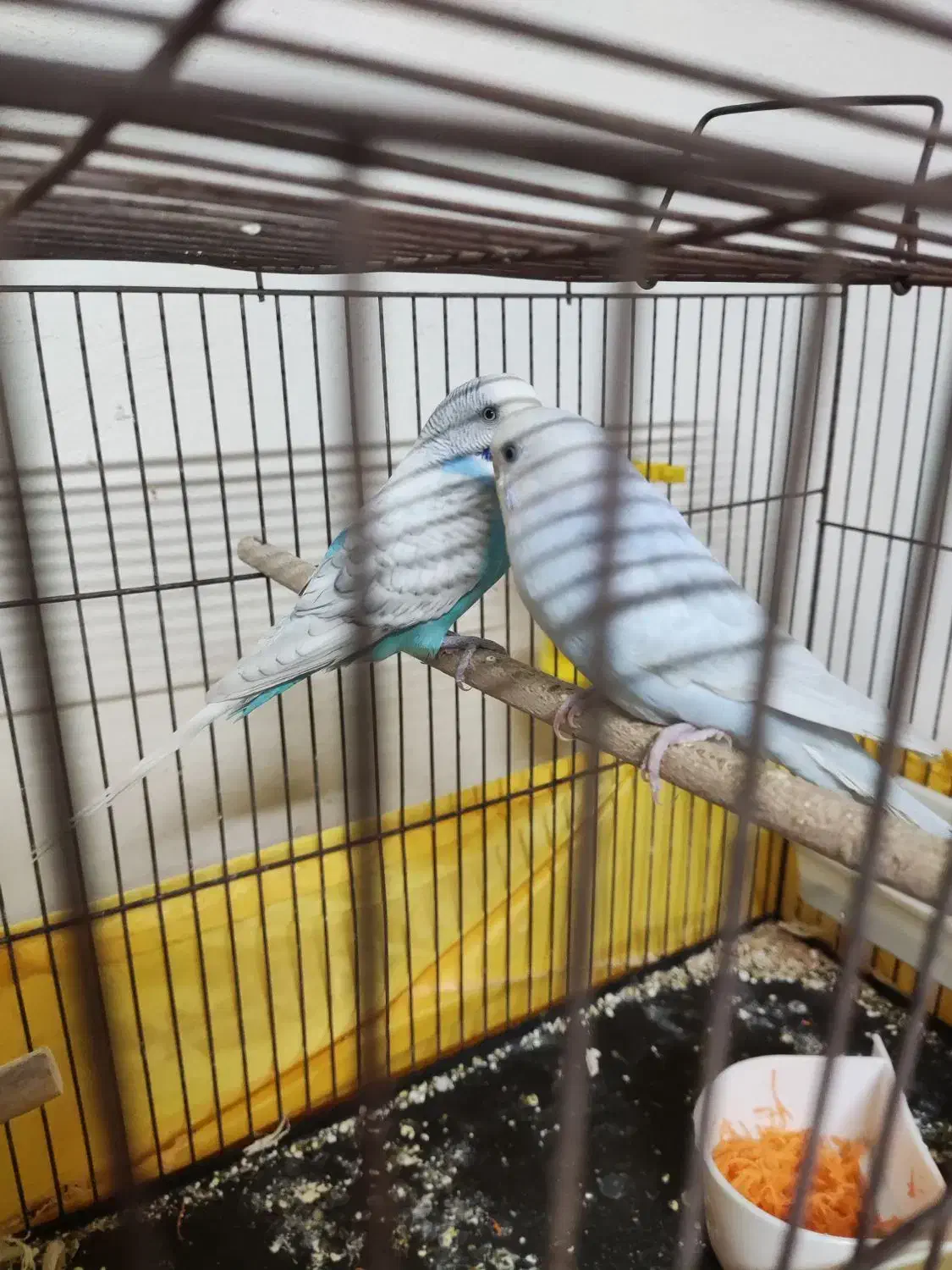 عروس مرغ عشق|پرنده|گلستان (تهران), |دیوار