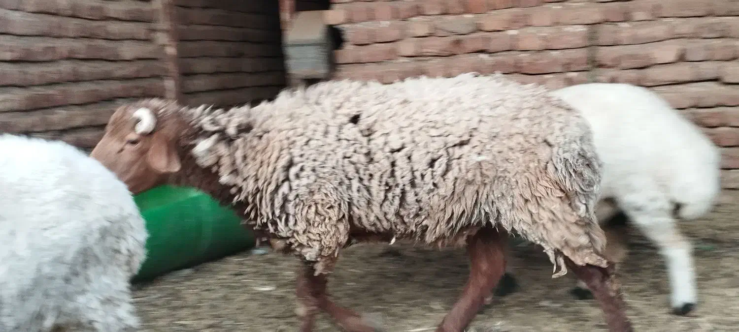 بره چاق|حیوانات مزرعه|بم, |دیوار