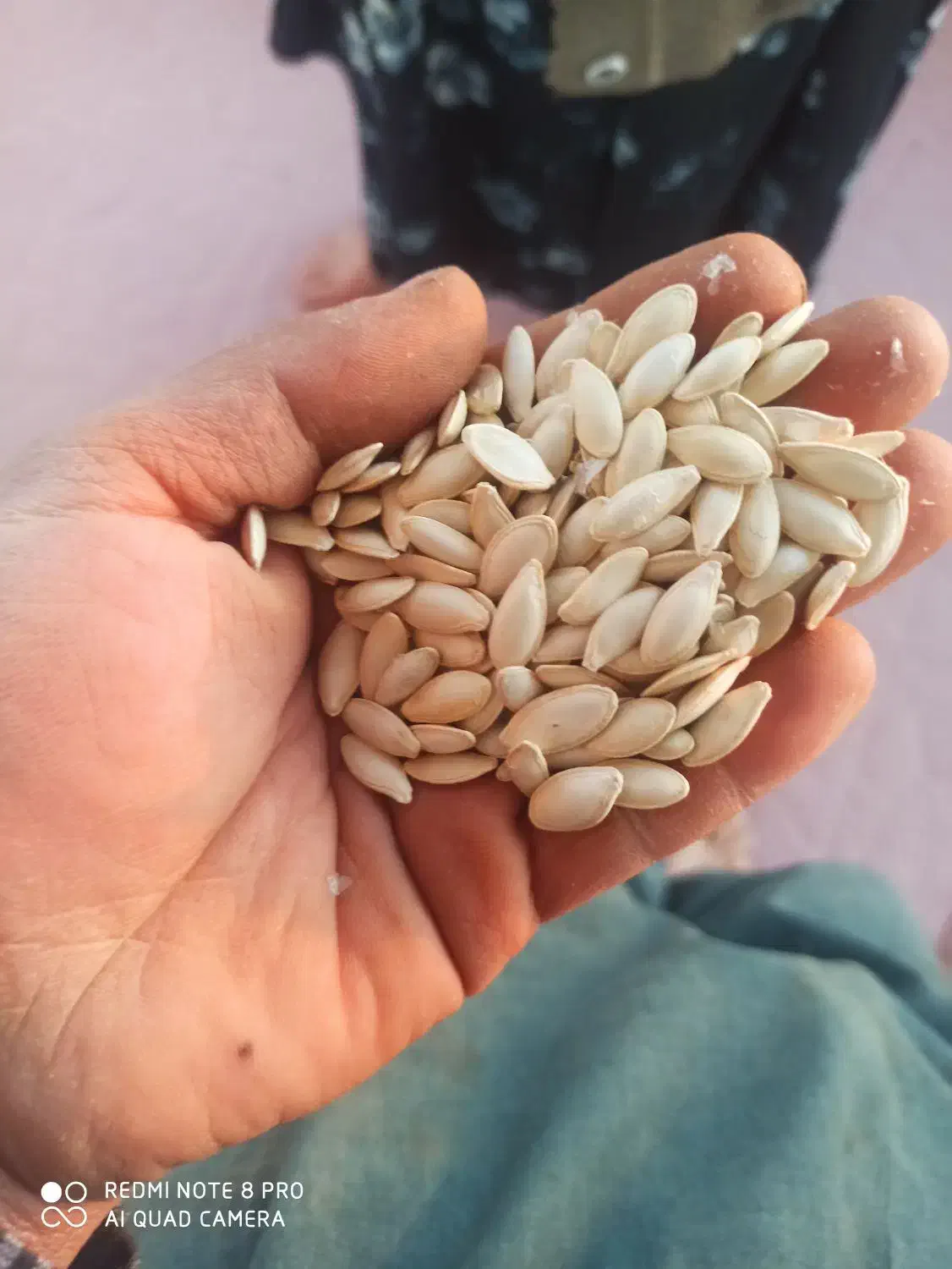 تخم کدو|عمده‌فروشی|قیدار, |دیوار