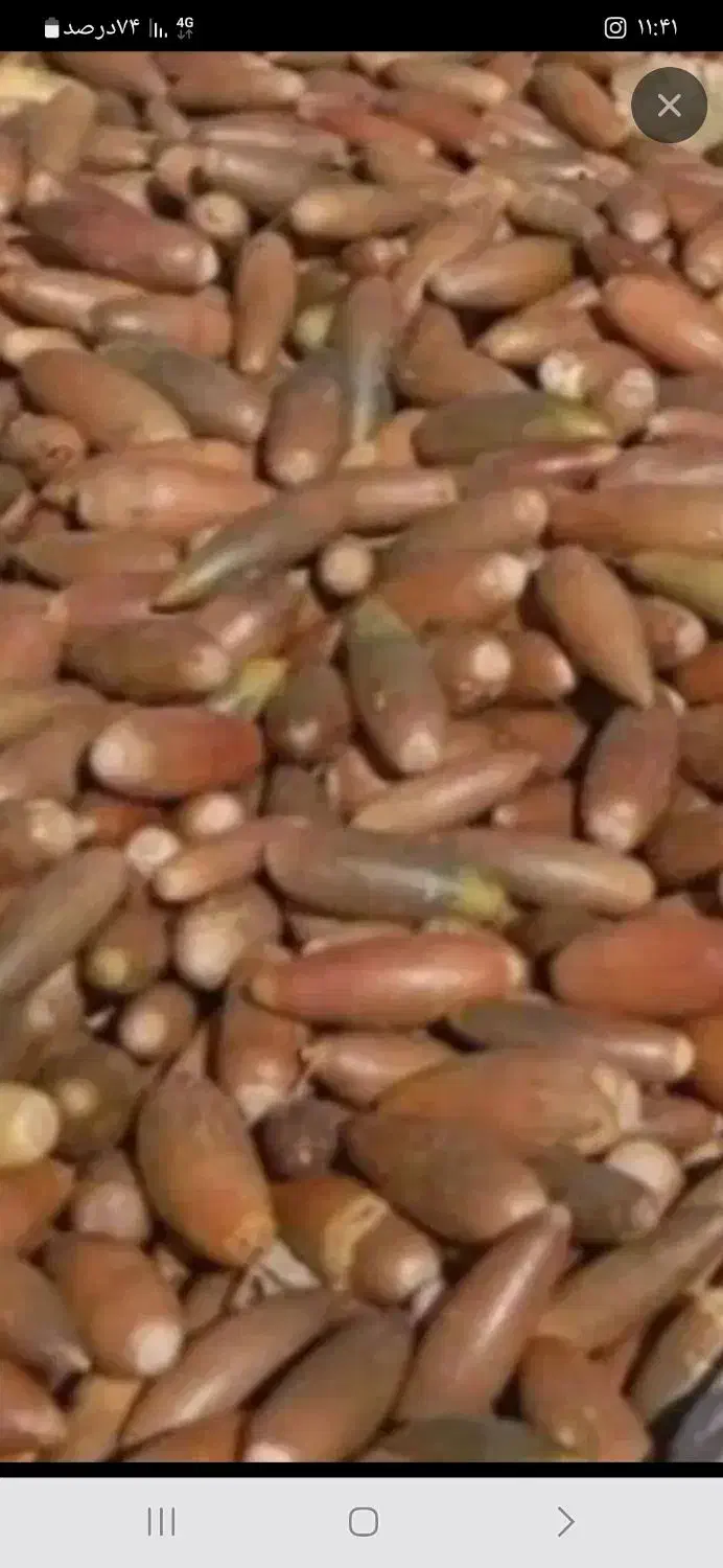 بلوط خوارک دام میش بز گاو|حیوانات مزرعه|دیشموک, |دیوار