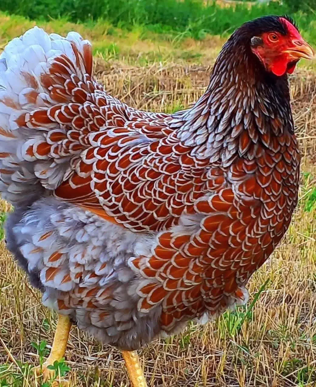 تخم نطفه دار اورپینگتون|حیوانات مزرعه|تهران, امام زاده عبدالله|دیوار