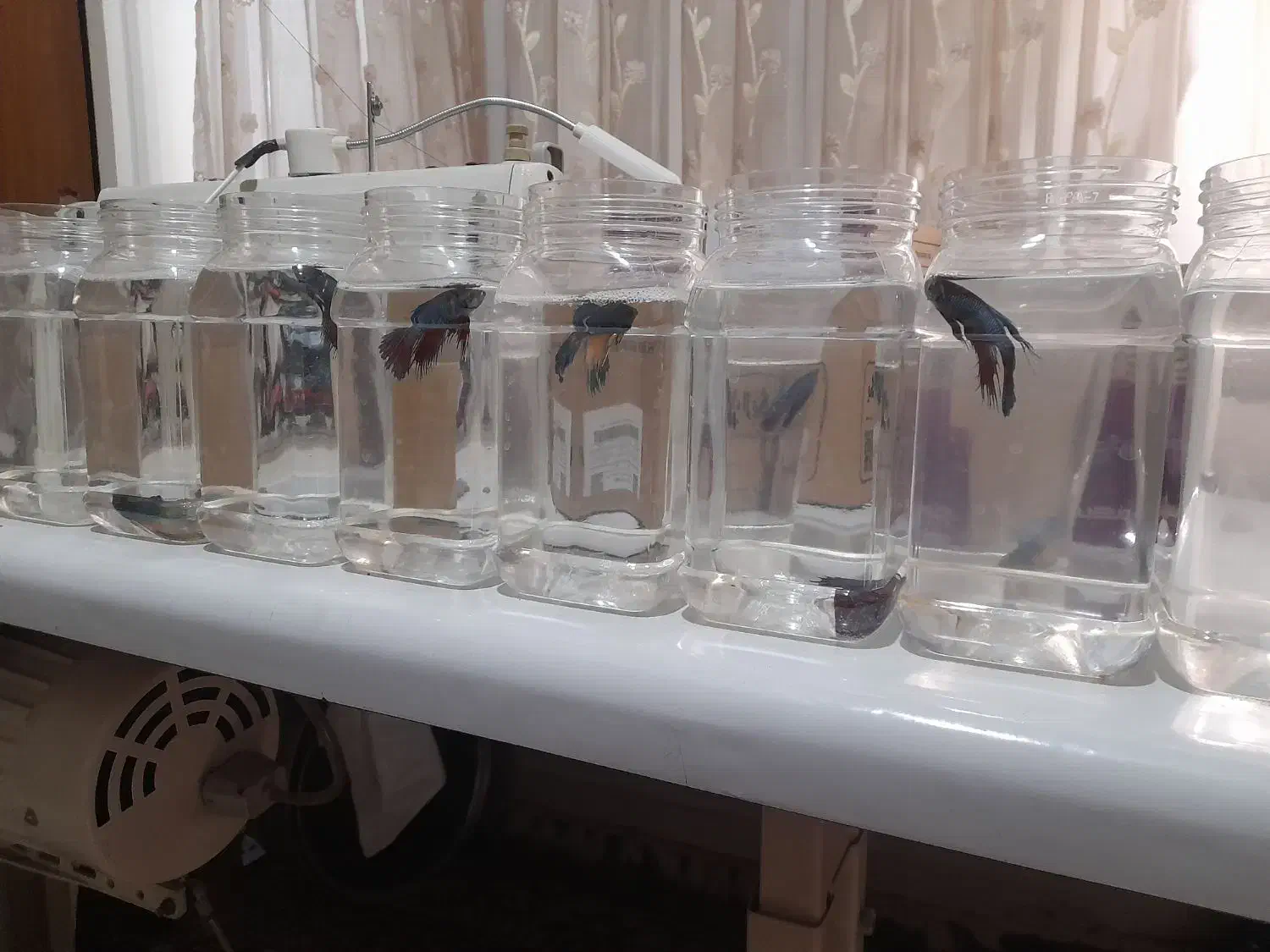 ماهی فایتر|ماهی|تهران, سلیمانی|دیوار