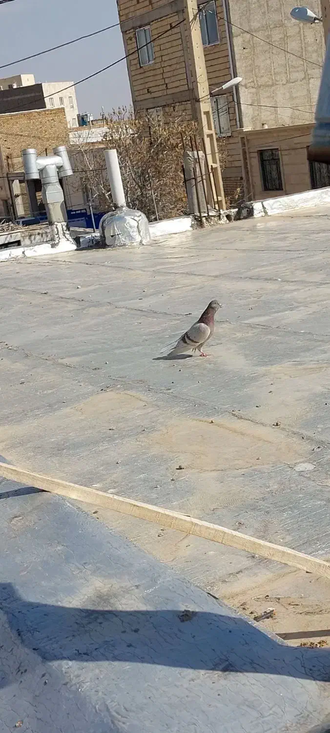 کفتر پرشی ساعت سنگین|پرنده|شاهرود, |دیوار