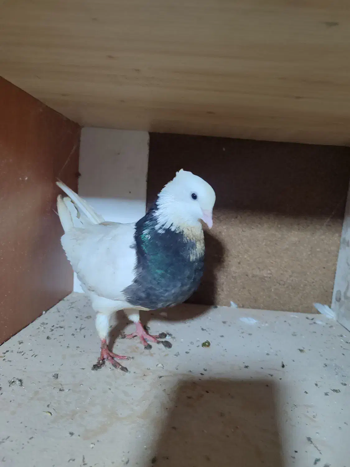 کبوتر طوقی و پرشی|پرنده|آمل, |دیوار