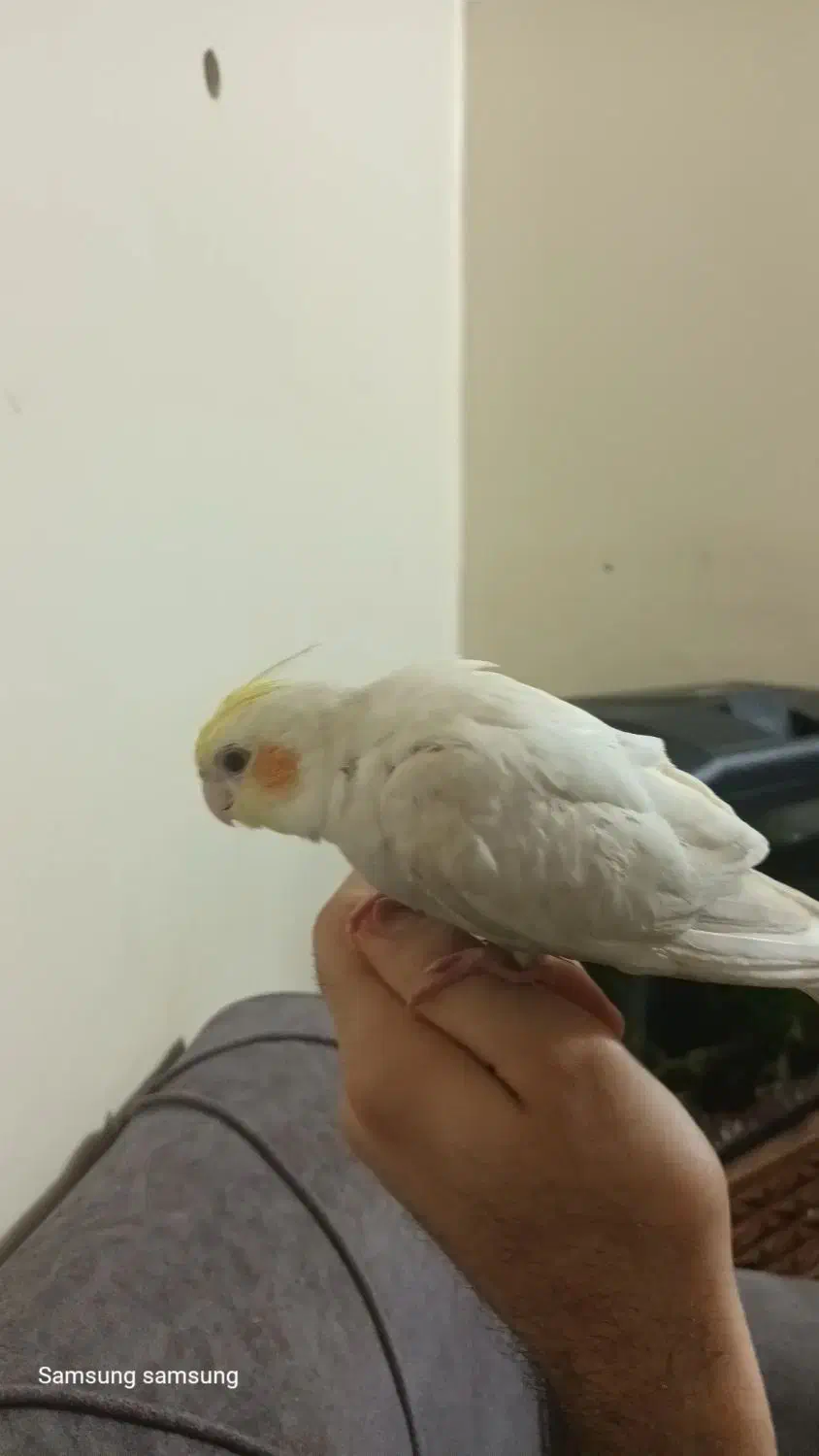 طوطی عروس گمشده|حیوانات|بهبهان, |دیوار