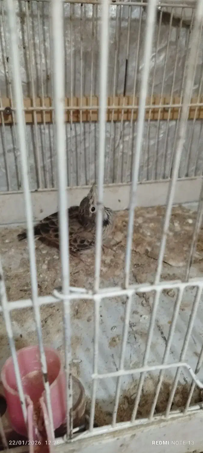 آواز خان|حراج|حاجیلار, |دیوار