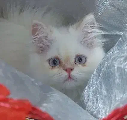 گربه پرشین|گربه|رشت, گلزاران|دیوار