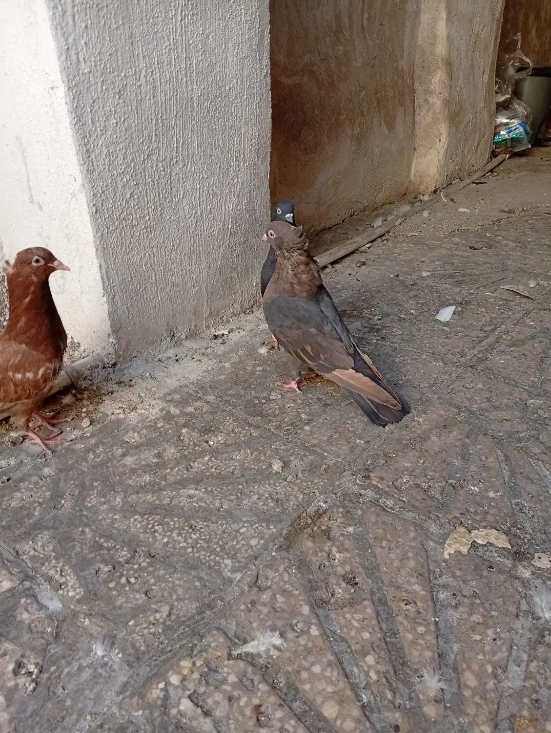 کفتر تافته ای نرماده شهری زرد نر|پرنده|شیراز, نیستان|دیوار