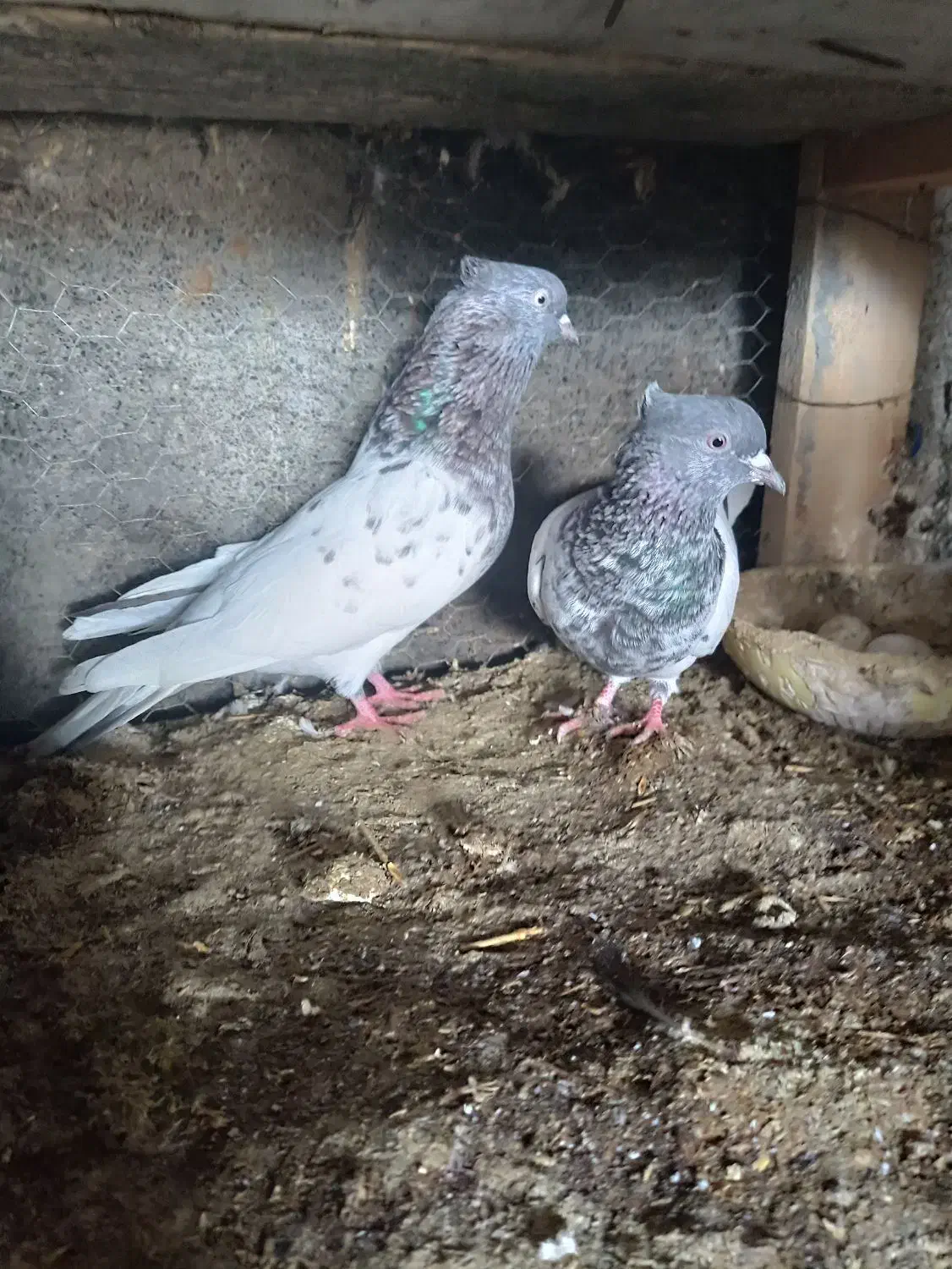 کبوتر|پرنده|سیمین شهر, |دیوار