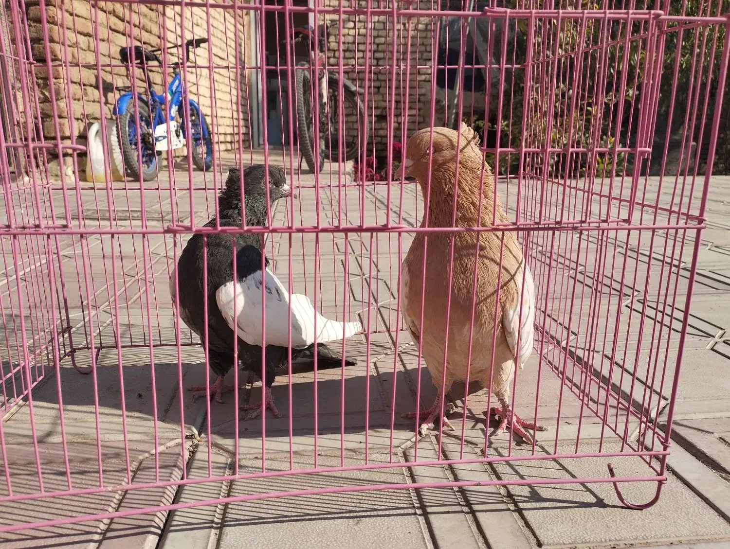 کبوتر سینه ای نر و ماده|پرنده|عجب شیر, |دیوار