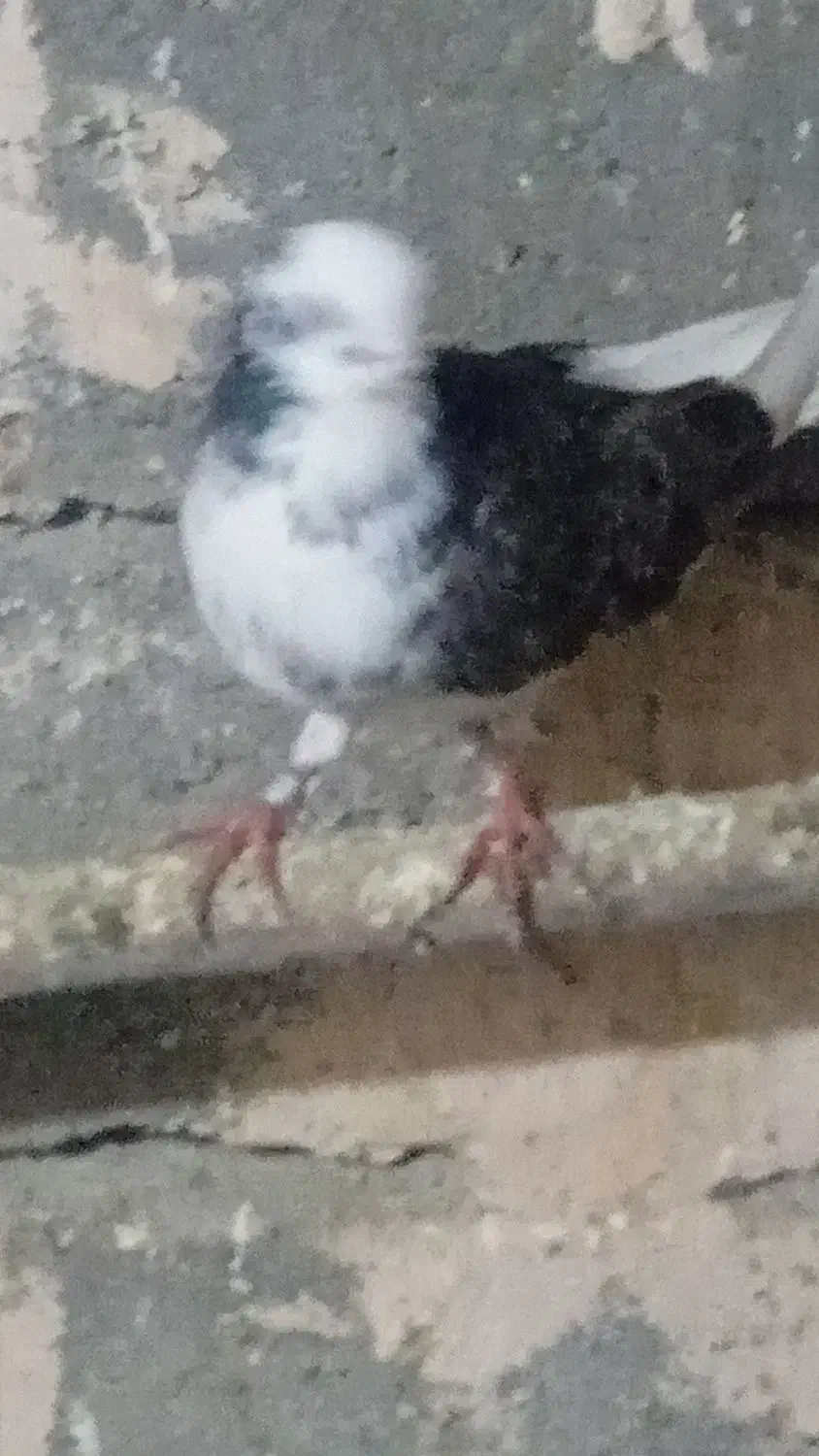 دو عدد کبوتر  ماده  پروازی|پرنده|شاهین دژ, |دیوار