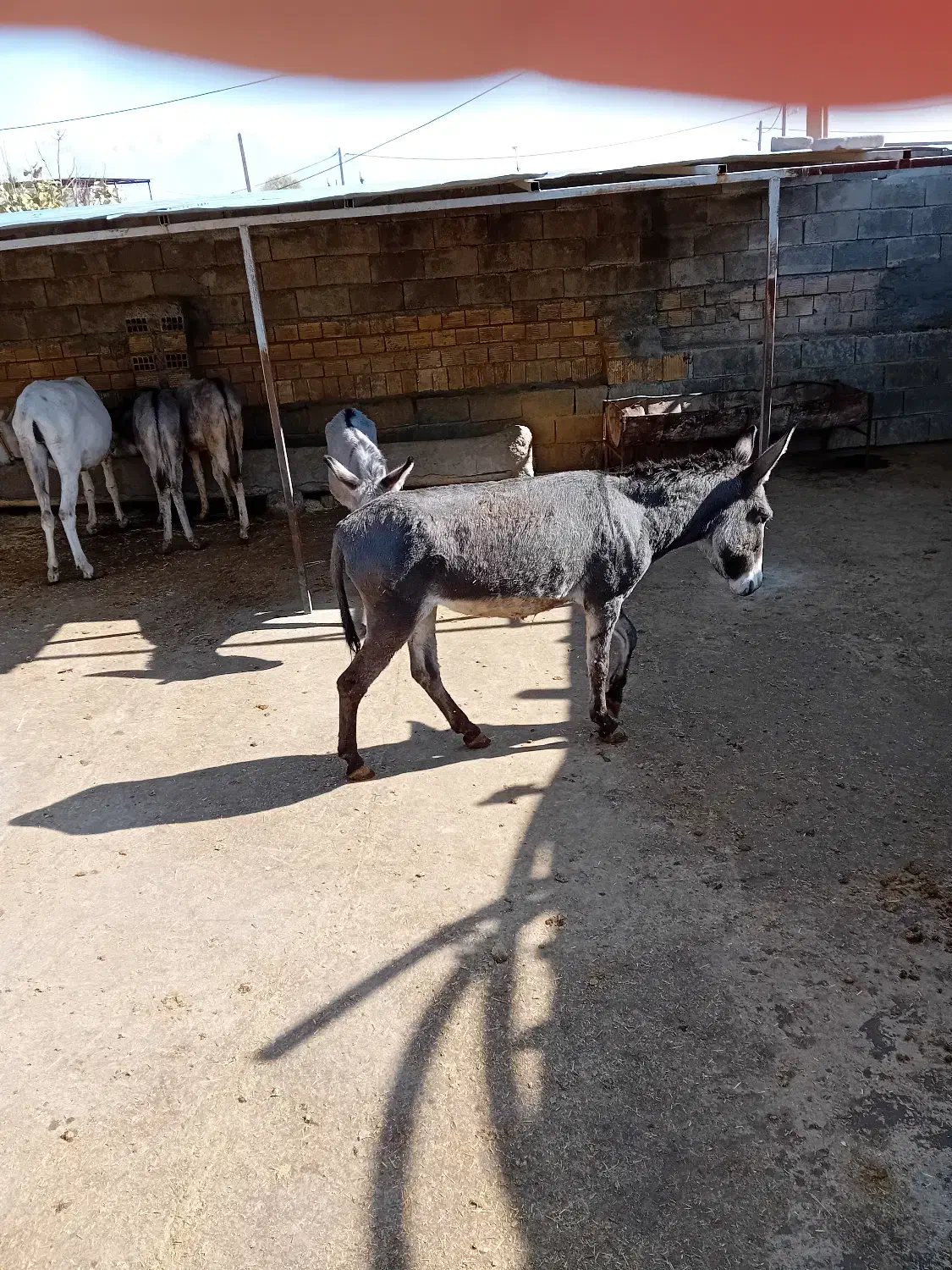 فروش الاغ صرفا به خاطر کمبود جا|حیوانات مزرعه|کرمانشاه, |دیوار