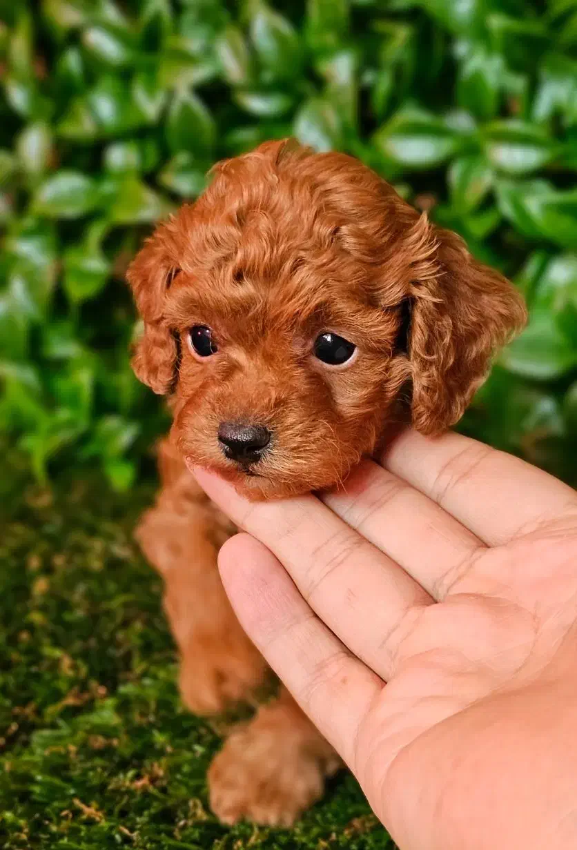 توله سگ پودل|سگ|شیراز, زرهی|دیوار