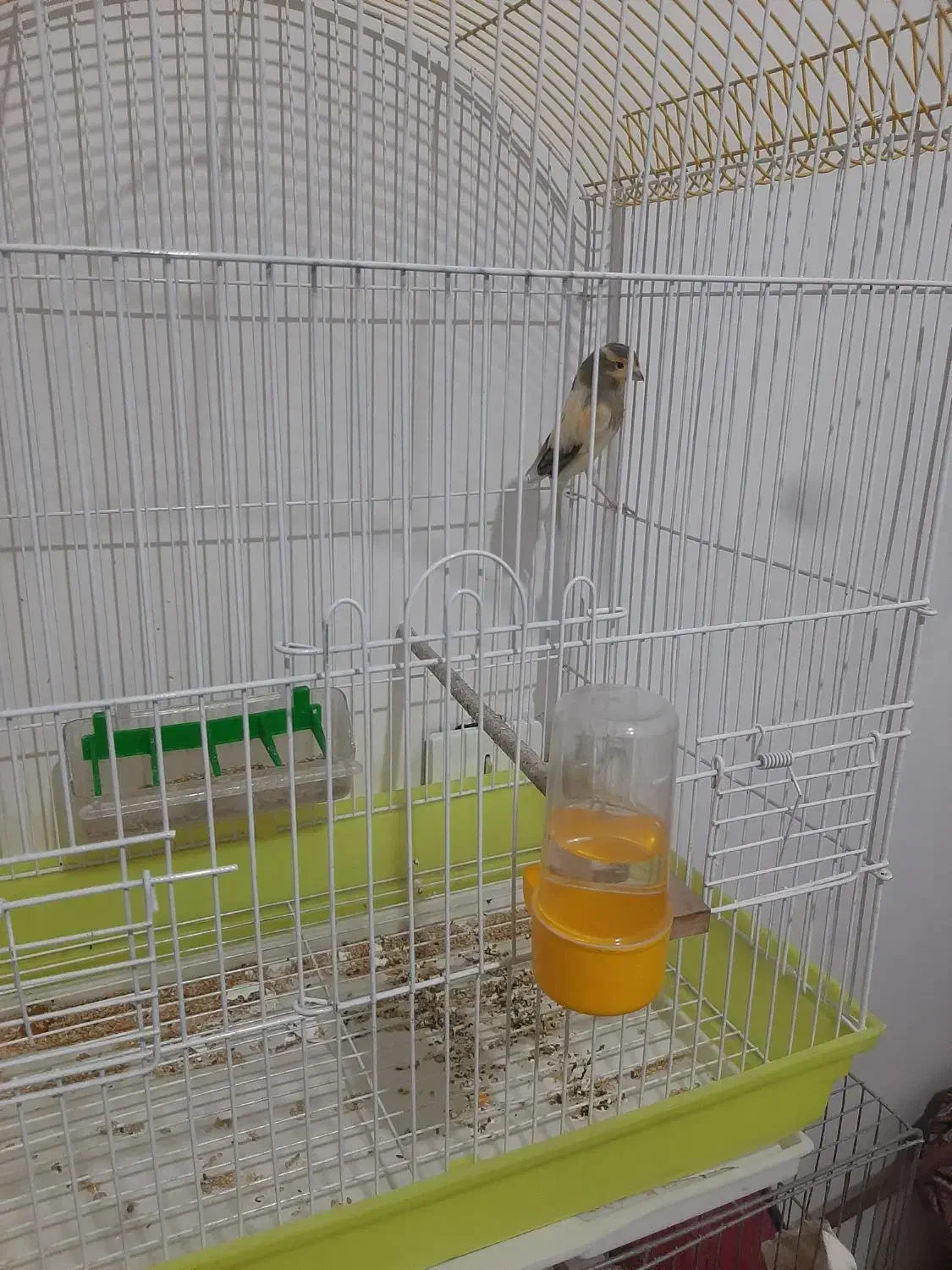 قناری نر|پرنده|اسلام‌شهر, مظفریه|دیوار