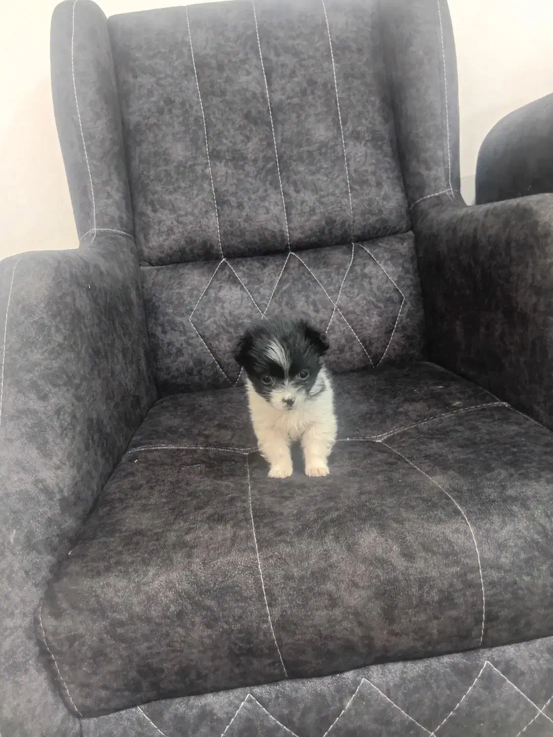 واگذار واگذار سایز 0|سگ|بم, |دیوار