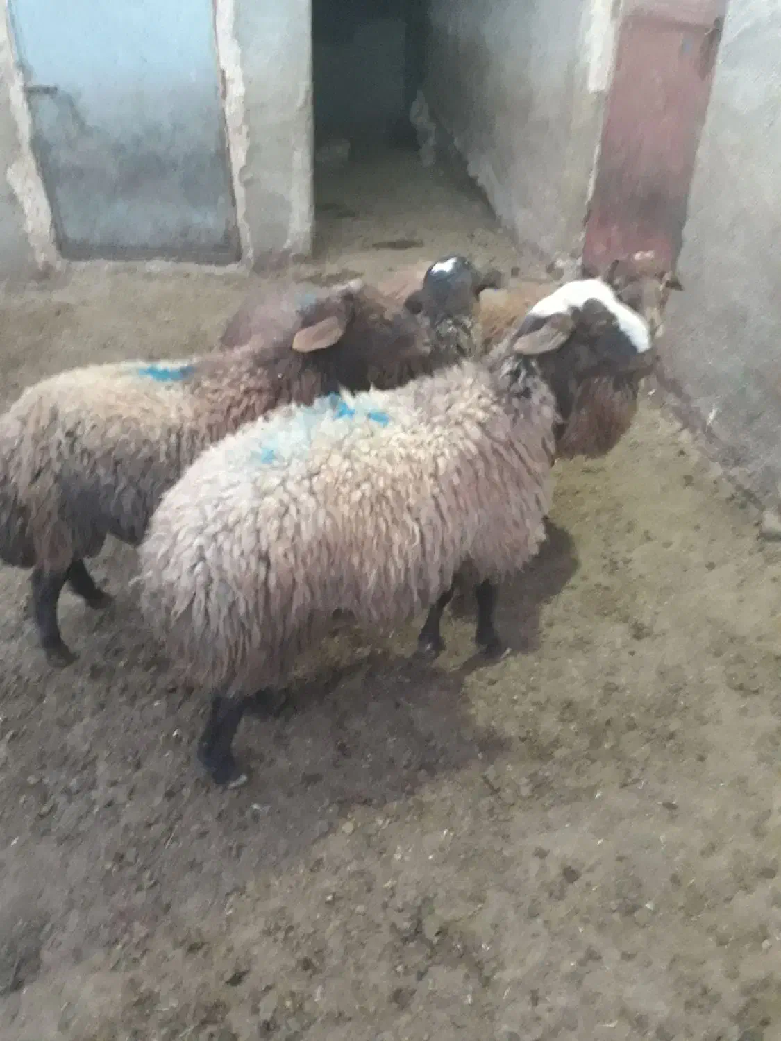 ۴ عدد بره نر|حیوانات مزرعه|گل تپه, |دیوار