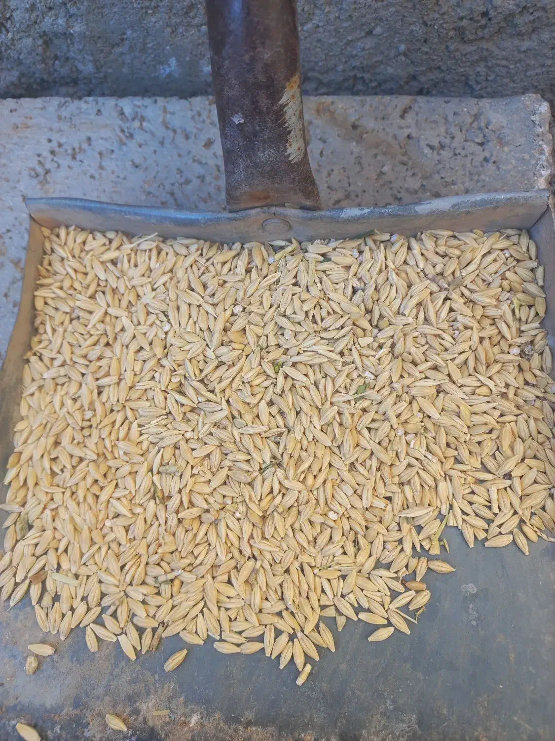 جودرجه‌۱‌برای‌کاشت|خدمات باغبانی و درختکاری|قیدار, |دیوار