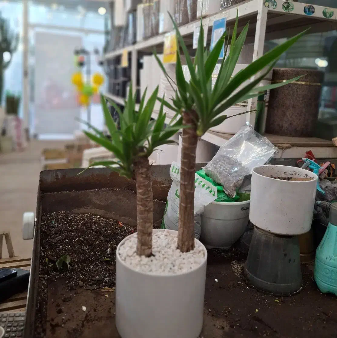 یوکا تنه دار|گل و گیاه طبیعی|مشهد, نیروی هوایی|دیوار