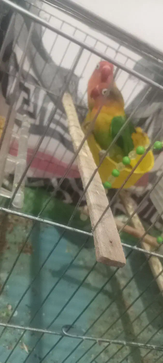 کوتوله معاوضه با جفت عروس هلندی نر و ماده|پرنده|اندیمشک, |دیوار